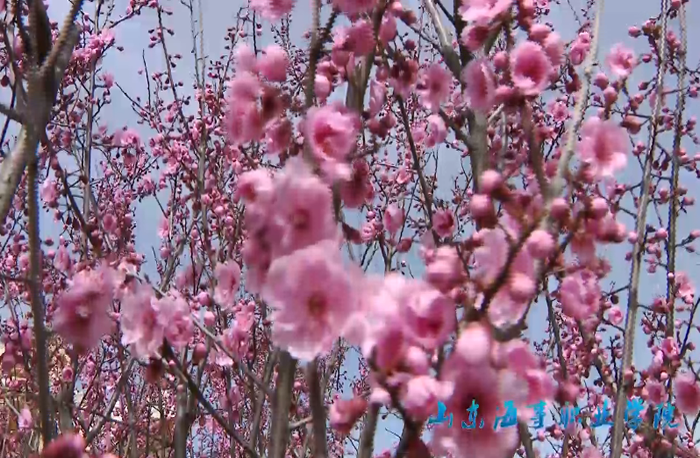 校園風(fēng)光片《花好花開春滿園》